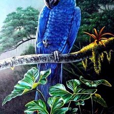 Схема вышивки «синий попугай»