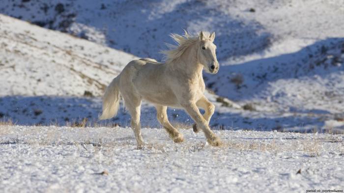 Белая лошадь - зима, лошадь - оригинал