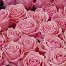 Оригинал схемы вышивки «Розовые розы» (№538682)