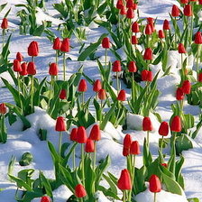 тюльпаны на снегу