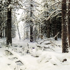 зимний лес И.Шышкин