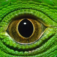 Схема вышивки «глаз ящерицы»