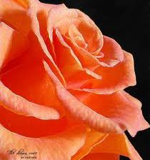 Схема вышивки «оранжевая роза»