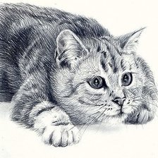 Схема вышивки «кот монохром рисунок карандашем»