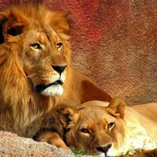 Схема вышивки «лев и львица»