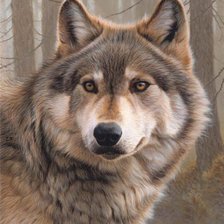 Схема вышивки «Серый волк»