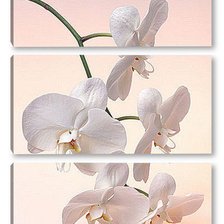 Схема вышивки «Триптих "Белая орхидея"»