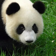 Схема вышивки «панда»
