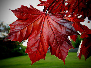 Кленовый лист - пейзаж, природа, осень - оригинал