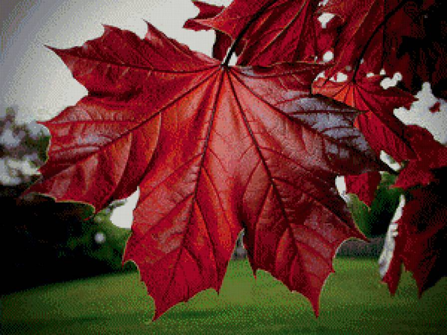 Кленовый лист - пейзаж, природа, осень - предпросмотр