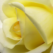 Схема вышивки «жёлтая роза»