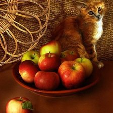 кошка с яблоками