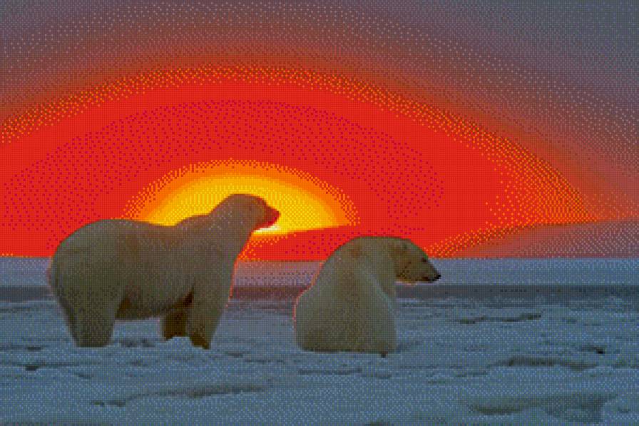 Мишки на закате - закат, север, белые медведи - предпросмотр