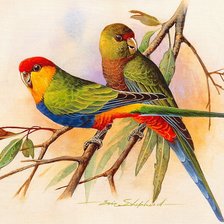 Схема вышивки «Красношапочный попугай»