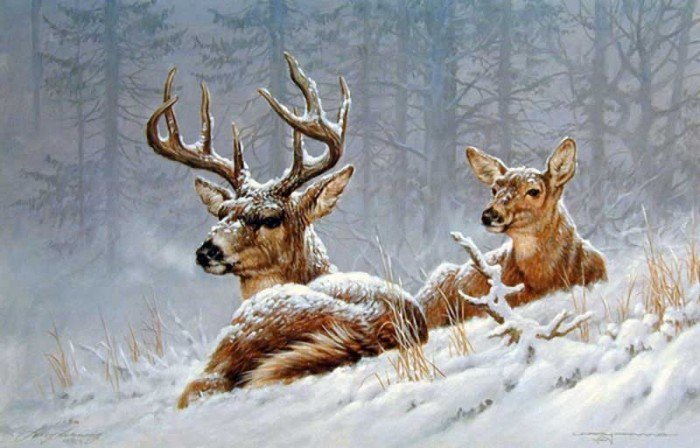 Лесные олени - животные, зима, природа, олень - оригинал