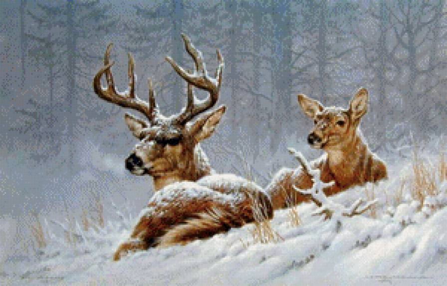 Лесные олени - олень, зима, природа, животные - предпросмотр