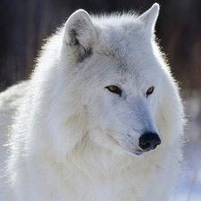 белый волк.