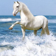 Оригинал схемы вышивки «Белая лошадка у моря» (№571498)
