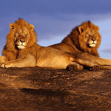 Схема вышивки «пара львов»