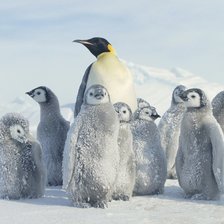 Схема вышивки «Пингвины 1»