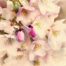 Схема вышивки «Яблоня в цвету. Весна»