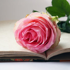 роза и книга