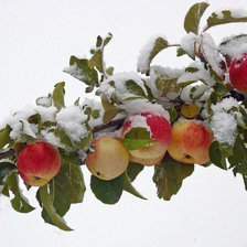 Схема вышивки «яблочки в снегу»