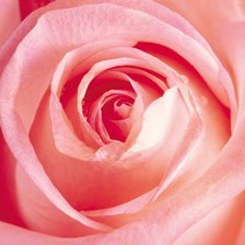 Схема вышивки «роза крас»