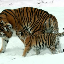 тигрица с тигренком