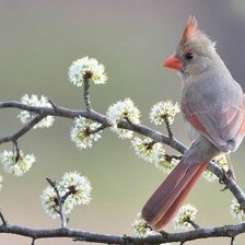 птица на весеннем дереве