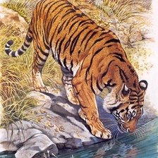 тигр у водопоя