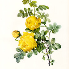 Схема вышивки «Винтажные розы.»