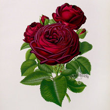 Схема вышивки «Винтажные розы.»