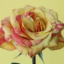 Схема вышивки «Великолепие розы (делать на черной или красной канве)»