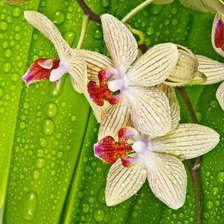 Схема вышивки «орхидеи в росе»