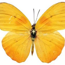 Схема вышивки «бабочка солнце жёлтый»