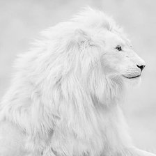 белый лев монохром