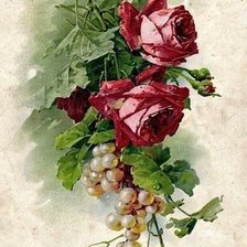 Оригинал схемы вышивки «розы и виноград» (№608240)