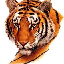 Оригинал схемы вышивки «Тигр» (№610731)