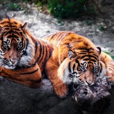 Схема вышивки «тигры»