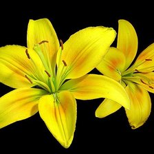 Оригинал схемы вышивки «Желтые цветы» (№611435)