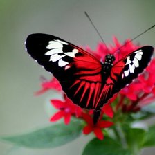 Схема вышивки «бабочка на цветке»