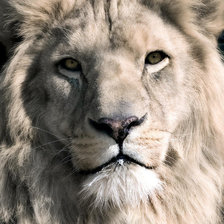 Схема вышивки «Белый лев»