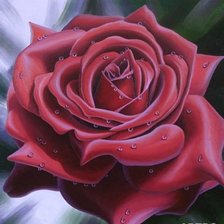Схема вышивки «роза с каплями росы»