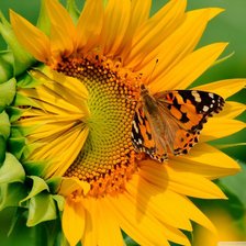 Схема вышивки «Sunflower with a Butterfly»