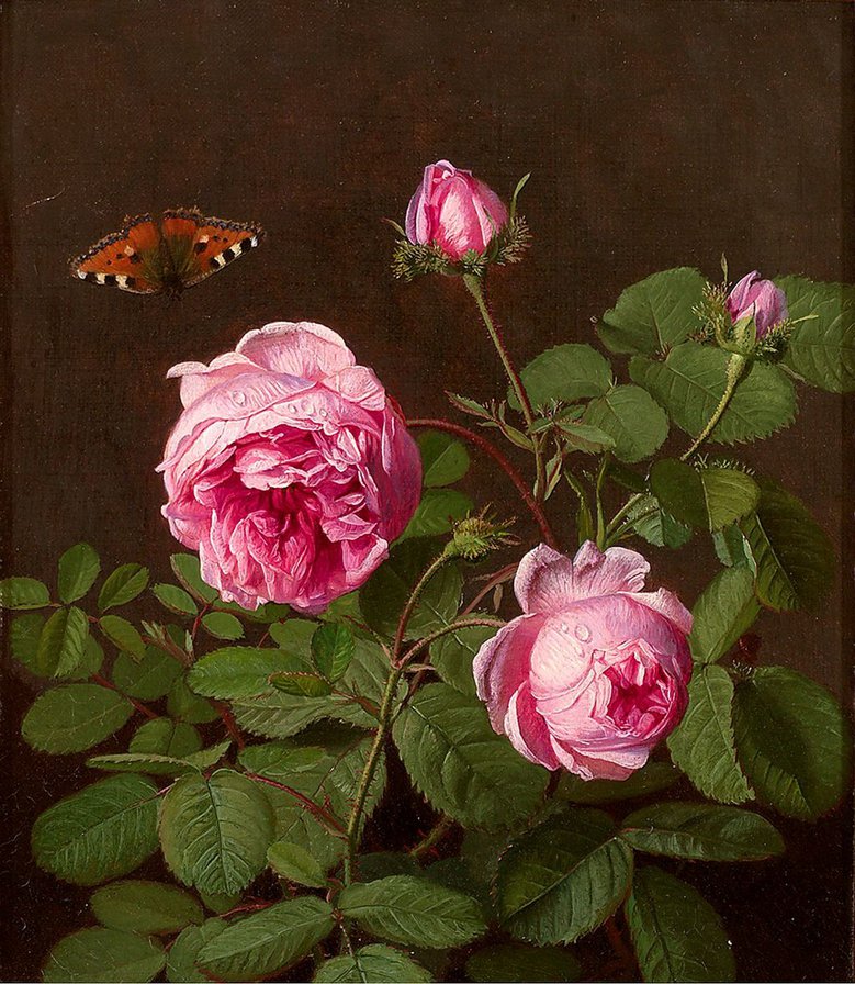 Бабочка и роза - розы, цветы, винтаж - оригинал