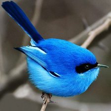 Схема вышивки «синяя птица 1»