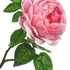 Оригинал схемы вышивки «Розовая роза» (№632174)