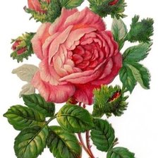 Оригинал схемы вышивки «Розовая роза» (№632179)