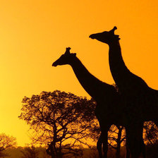 Схема вышивки «жирафы на закате»